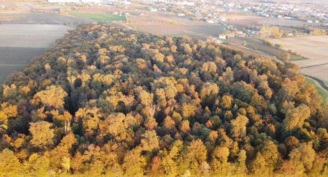 Veduta Bosco di Basalghelle